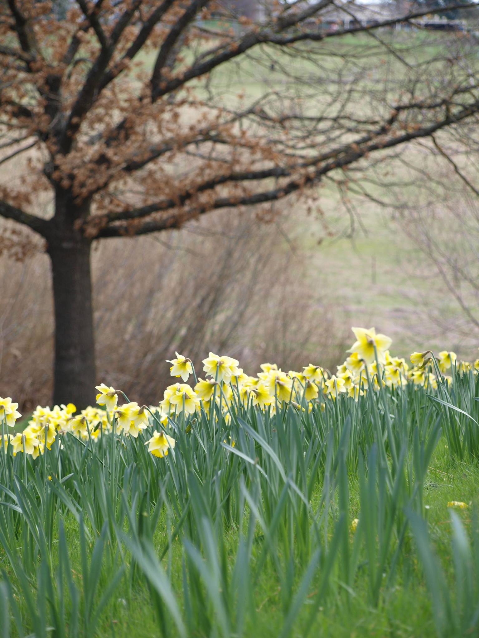 Daffodil and Arts Festival to go ahead but without parade, dog