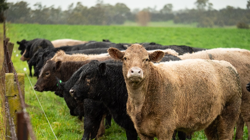Several wet cattle with one looking at the camera.