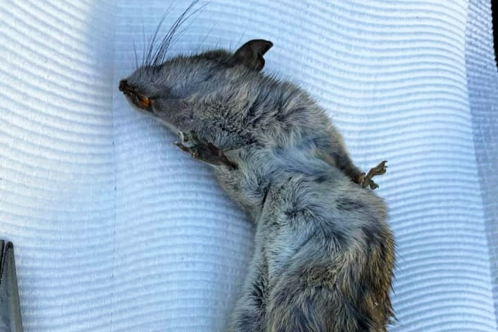 A dead rat on a white background