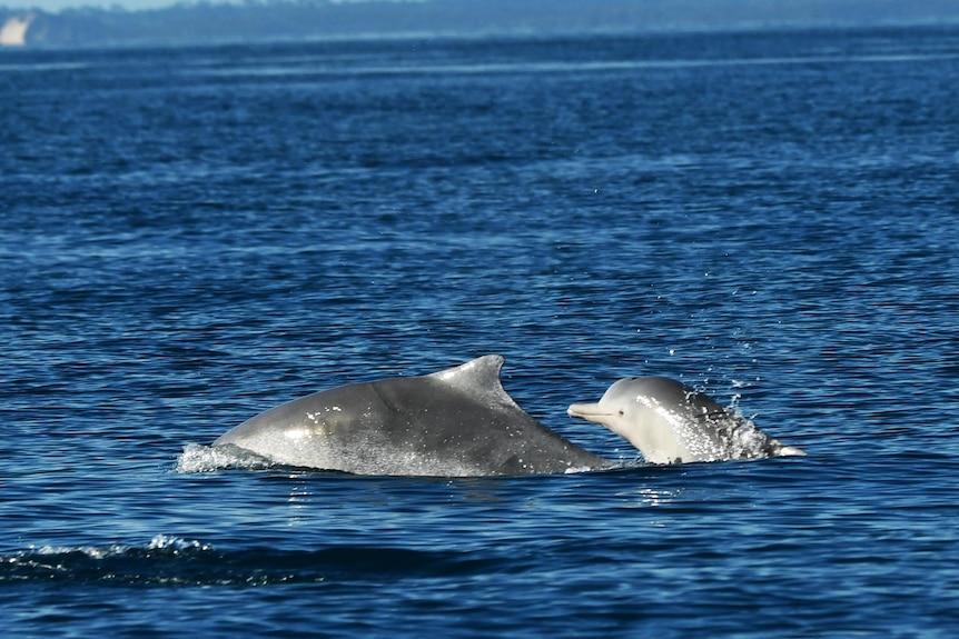 An adult and baby dolphin in the ocean.
