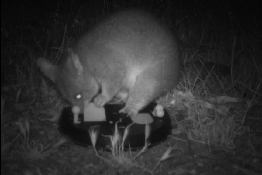 A larger mammal animal on top of the puzzle device, pushing the lever with its nose to open the flap.