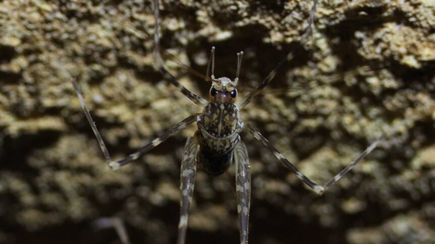 A brown and white cave cricket is upside down on a rocky surface