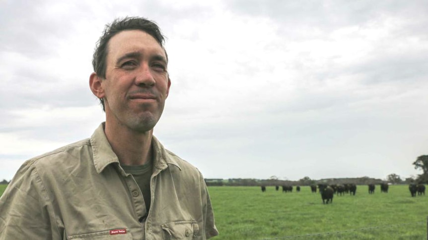 Terang farmer Daniel Gilmour with his herd of Angus cattle.