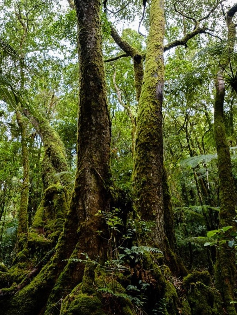 Ancient Antarctic beech trees