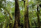 Ancient Antarctic beech trees