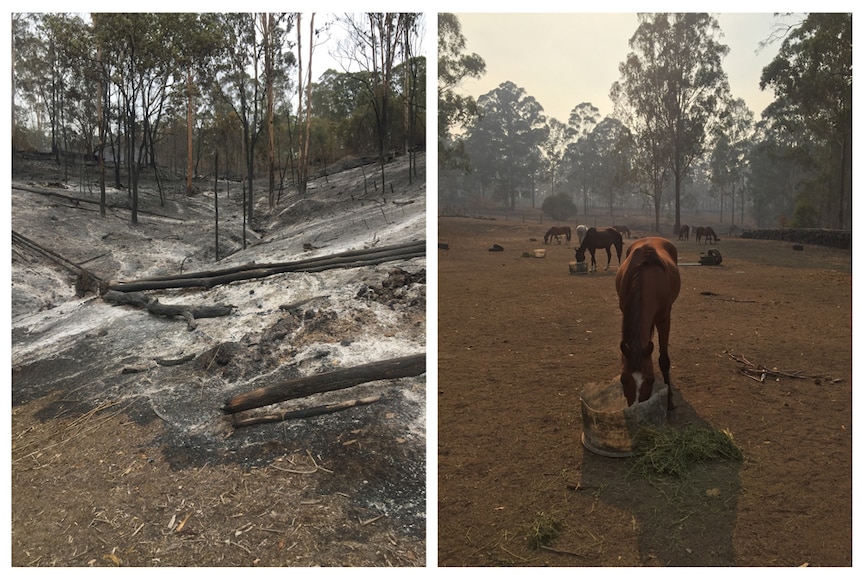 Two images showing ground covered with ash and burnt timber on left and horses eating out of bins in a bare, dry paddock.