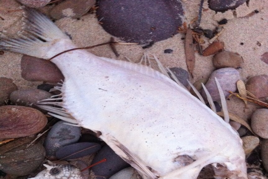 Fish washed up at Hallett Cove