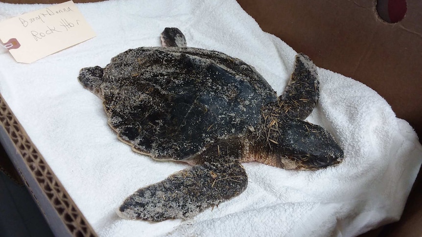 A small, sand-covered turtle laying on a white towel in a cardboard box.