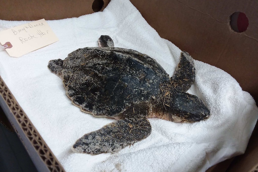 A small, sand-covered turtle laying on a white towel in a cardboard box.