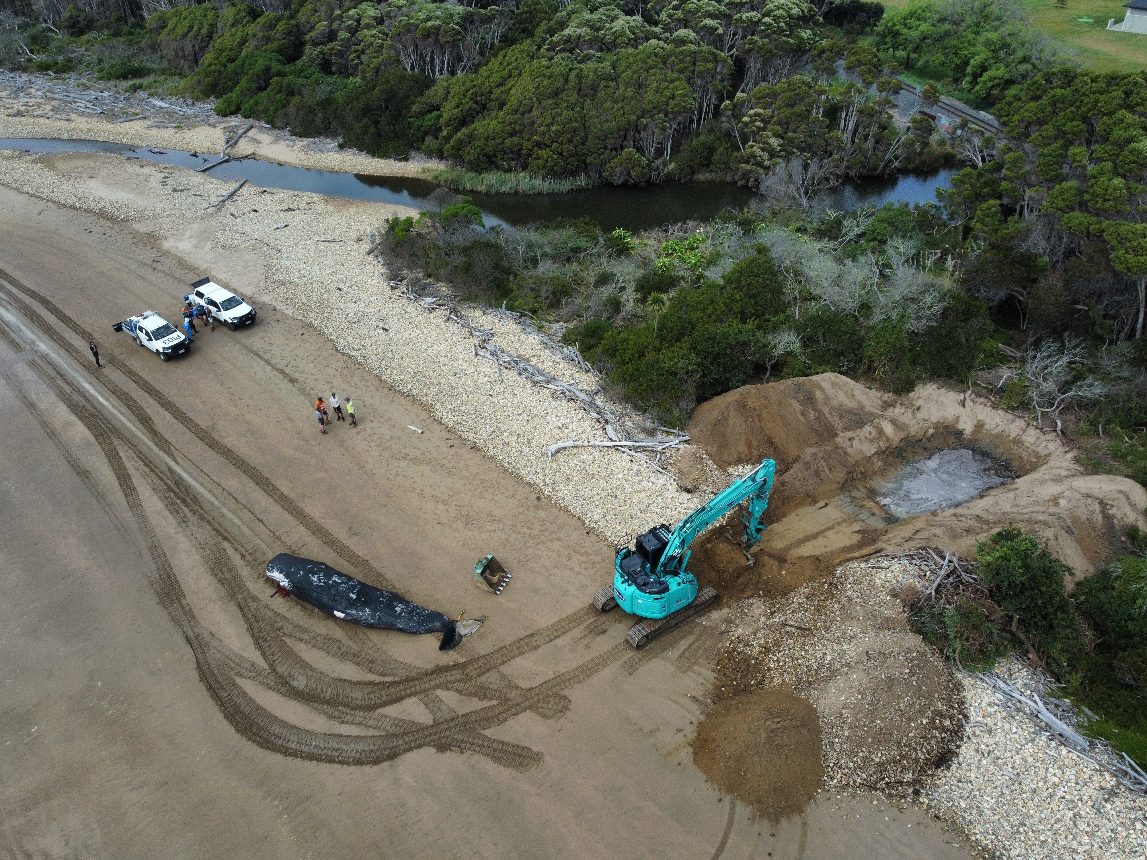 Aerial shot of cars, a dead whale and a machine digging a hole on a beach