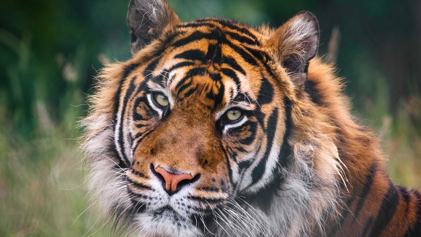 A close-up of a Tiger looking into the camera lens