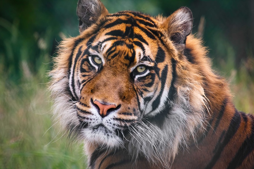 A close-up of a Tiger looking into the camera lens