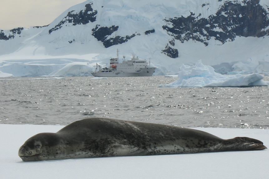 Leopard seal lying on the ice pack with ship and mountains in background