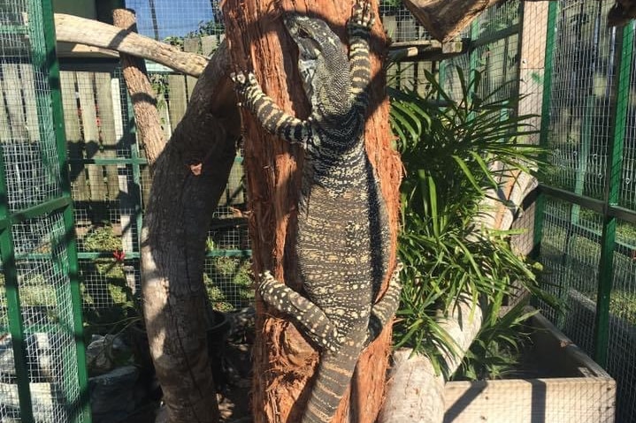 A very large monitor lizard with exquisitely jewelled skin, clinging to a tree.