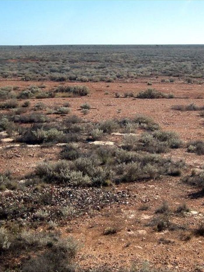 Nullarbor Plain: low scrub and desert.