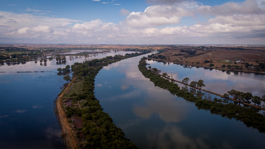 A drone image of water flowing past trees.