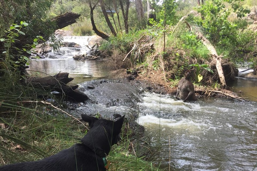 Dharma the dog sits on the bank watching a large kangaroo in the water.