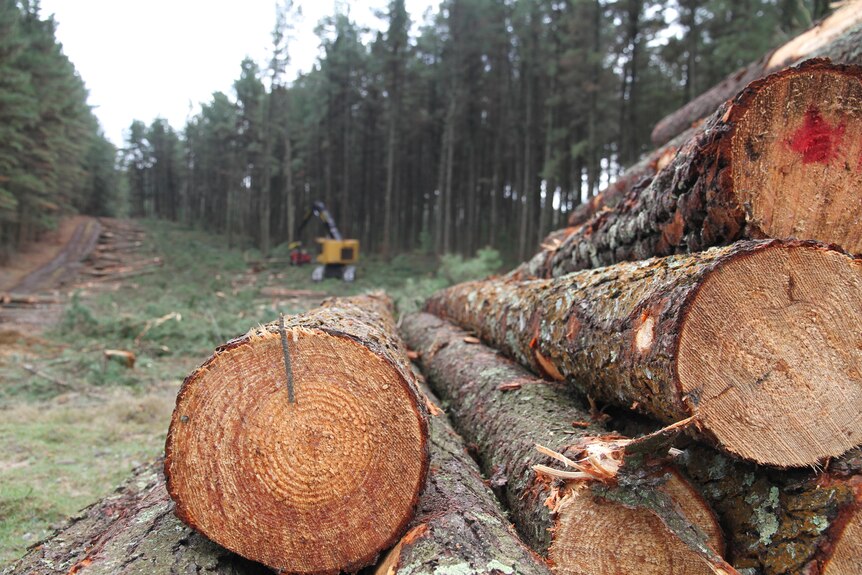 Logging in Tumut
