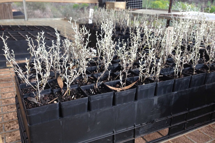 Seedlings at Banrock Station