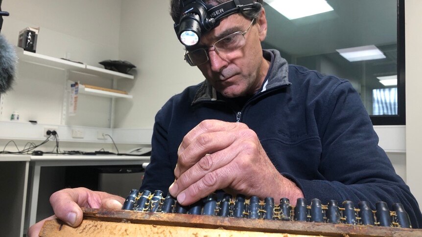 A man uses tweezers to transfer genetic material from bees to propagate queen bees.