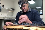 A man uses tweezers to transfer genetic material from bees to propagate queen bees.