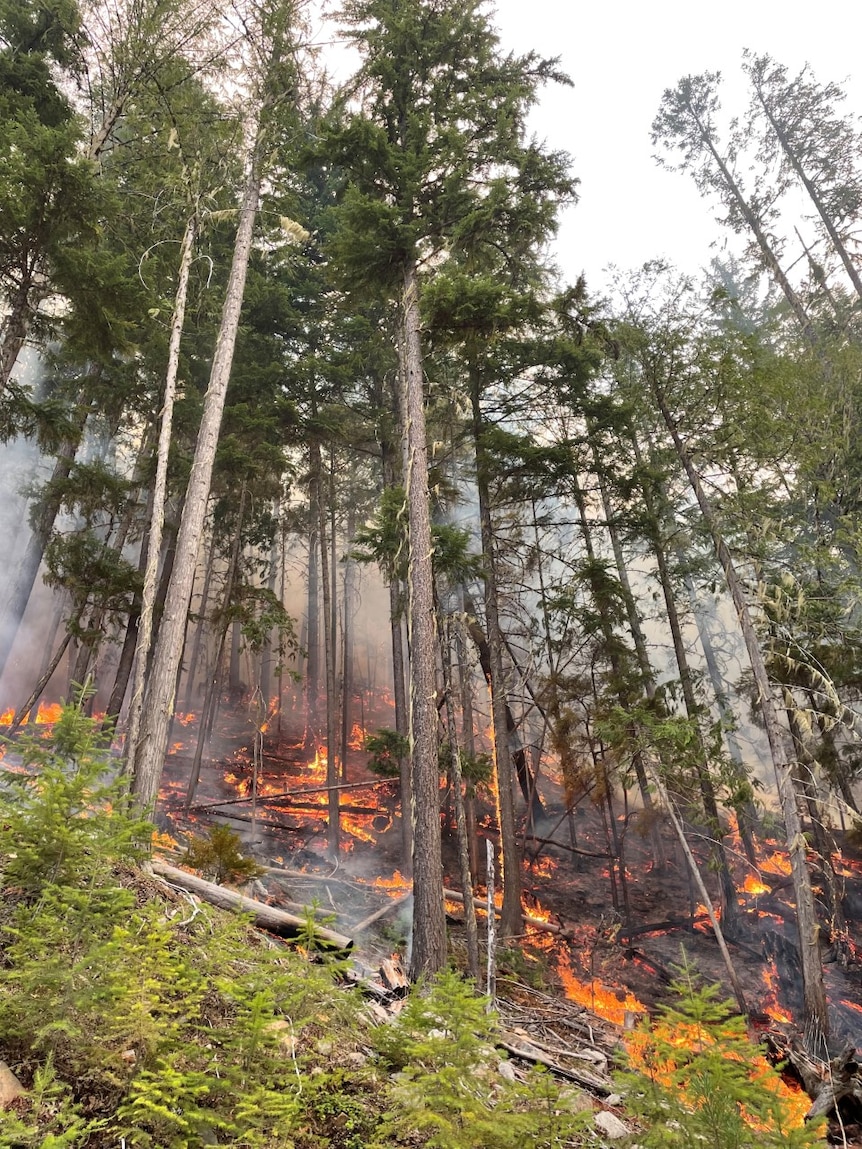 Fire burns at the base of tall pines on a mountain.