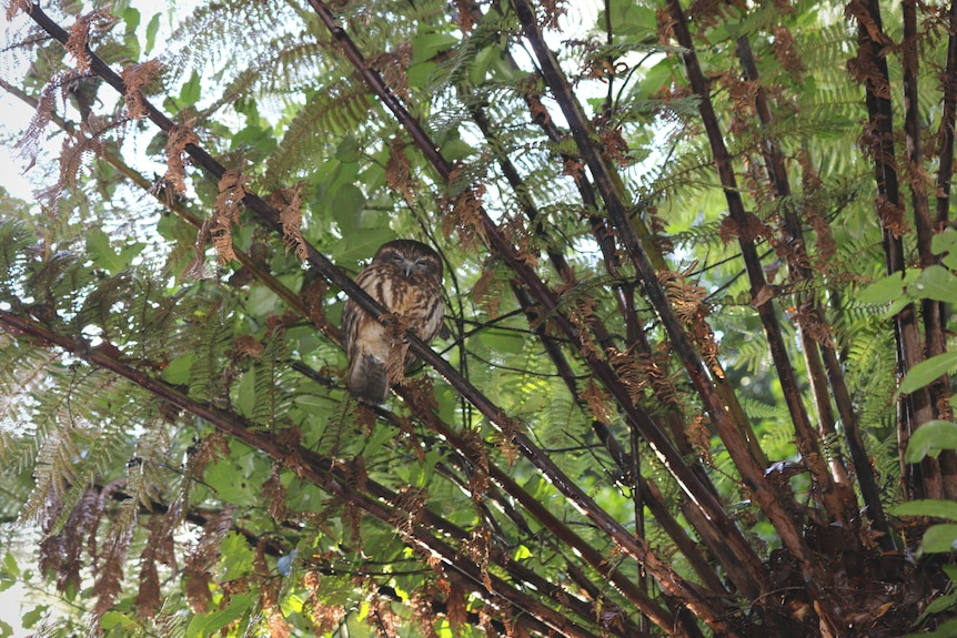 Boobook owl roosting in a tree fern