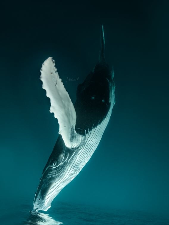 Whale and calf in water.