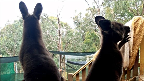 Two eastern grey kangaroos standing side by side