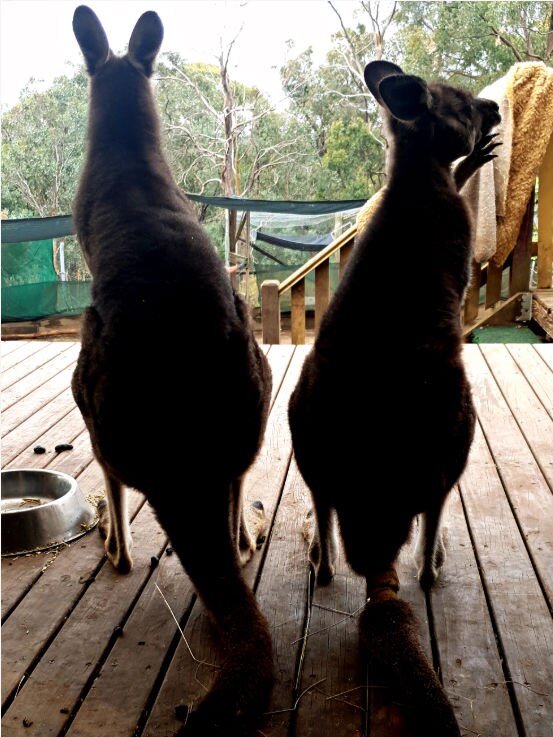 Two eastern grey kangaroos standing side by side.