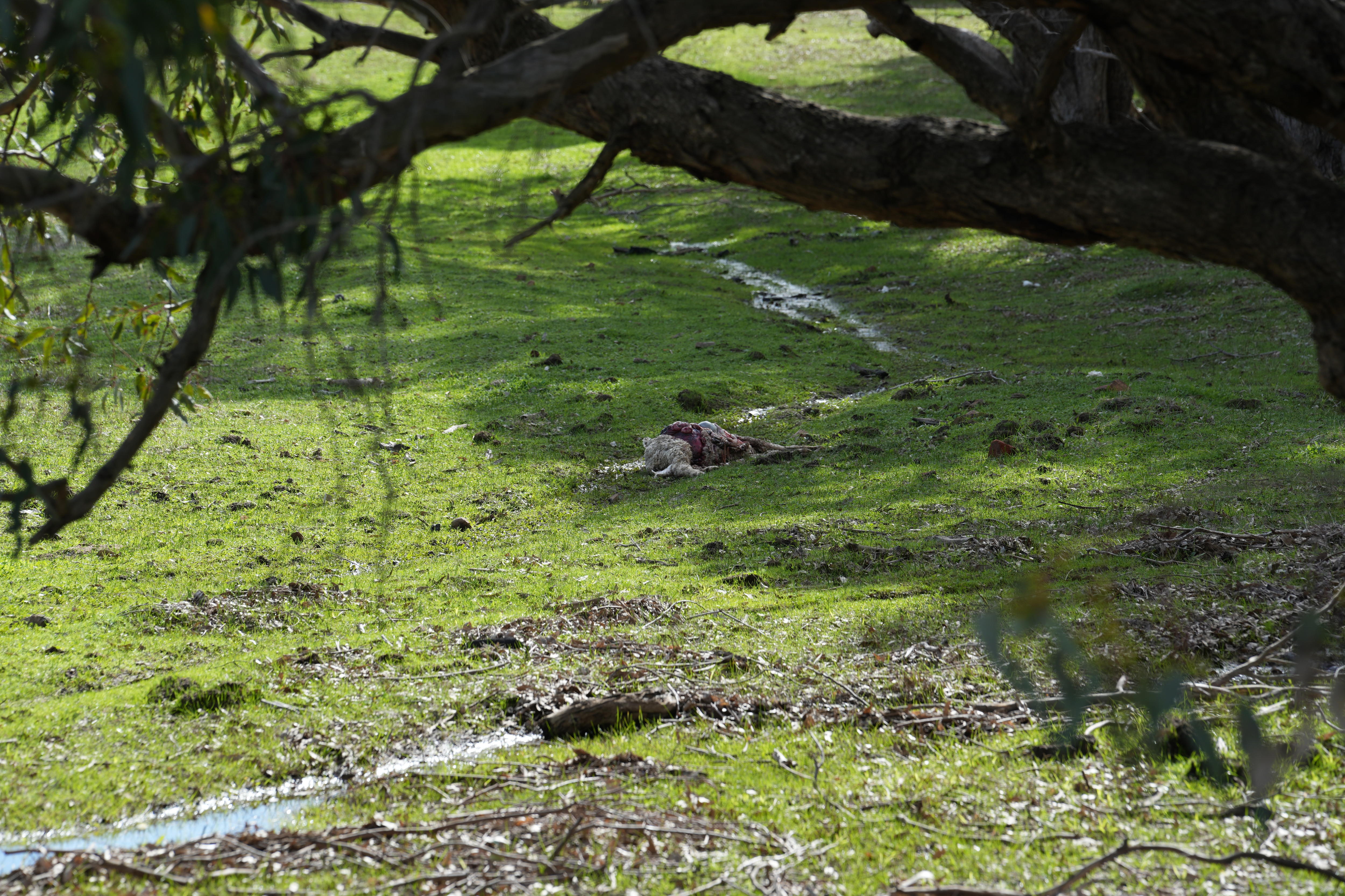 A DEAD SHEEP IN  A STREAM