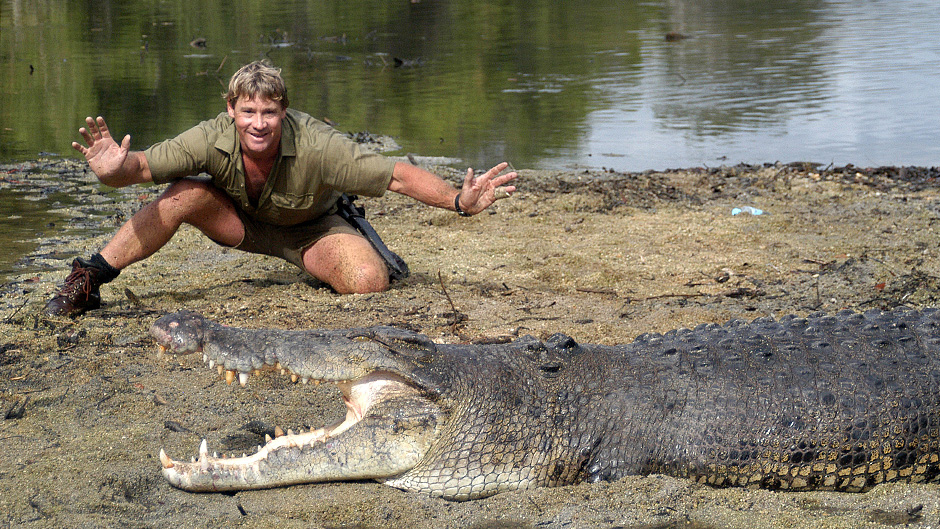 Steve Irwin behind a large crocodile. Date unknown.
