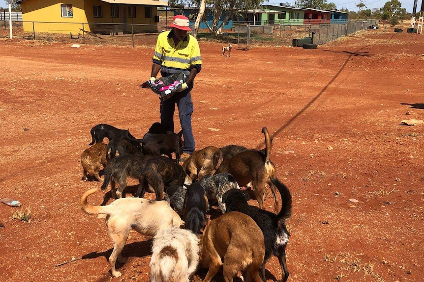 Council worker feeding strays in Ali Curung.