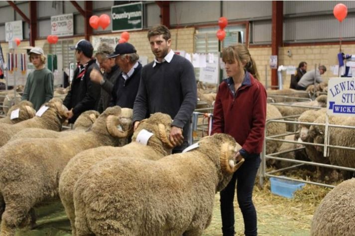 Sheep being judged at the Katanning Sheep Show and Sale