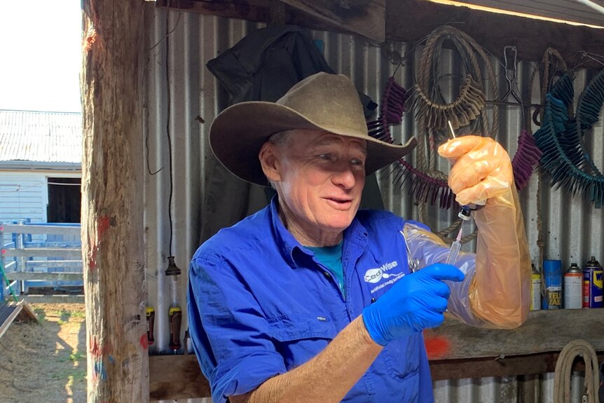 A man in a blue work shirt and brown cowboy hat with surgical gloves draws up a needle in a rural shed.