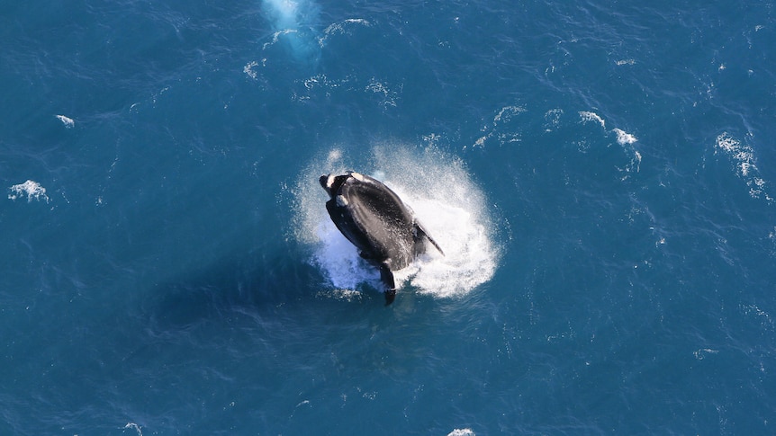 A whale breaching from above.