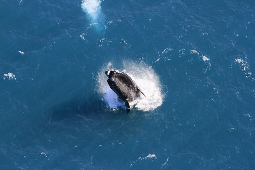 A whale breaching from above