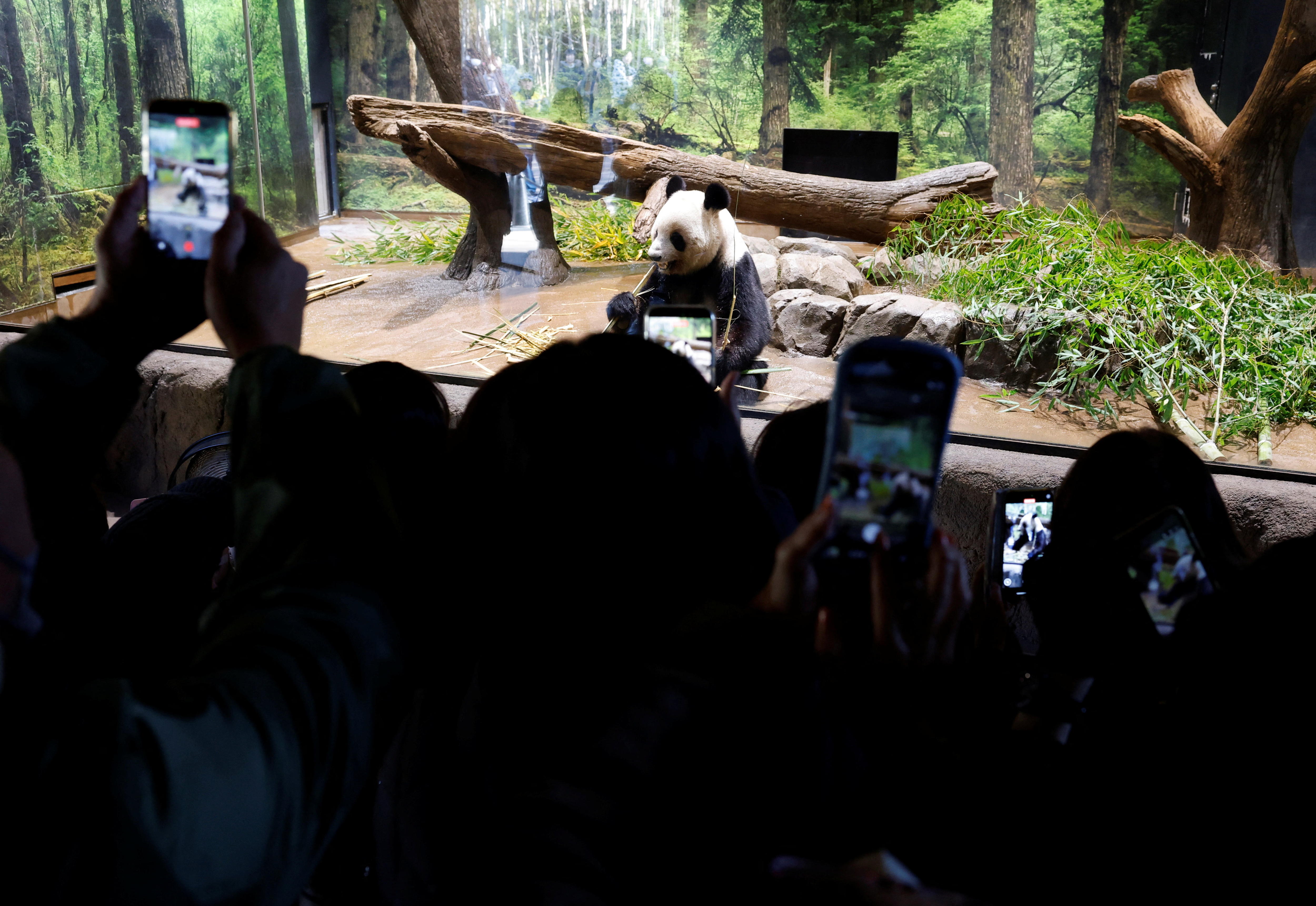 Los visitantes filman y fotografían un panda en exhibición en un zoológico.
