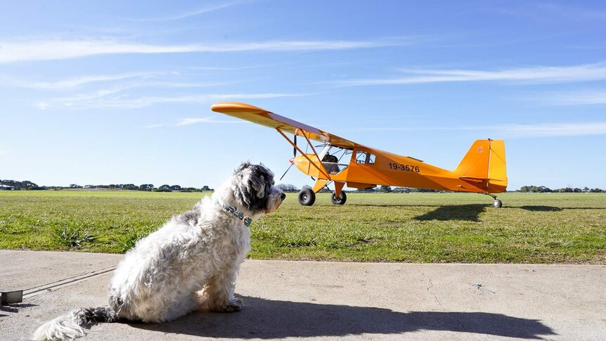 A small maltese shih tzu sits upright looking out over the Robe Airport with a small yellow aircraft in the background.