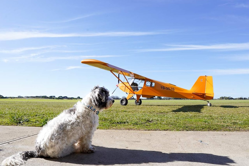 A small maltese shih tzu sits upright looking out over the Robe Airport with a small yellow aircraft in the background.