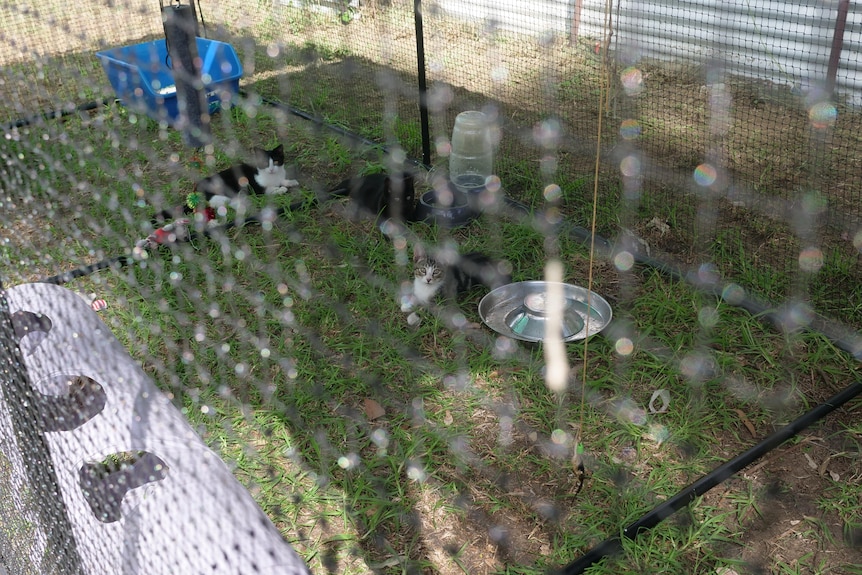 A group of kittens inside a mesh cage. 