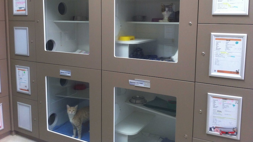 Cat enclosures at the Cat haven of Western Australia