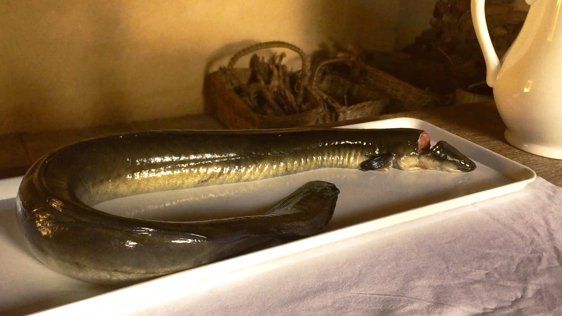 Raw eel on a plat