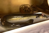 Raw eel on a plat