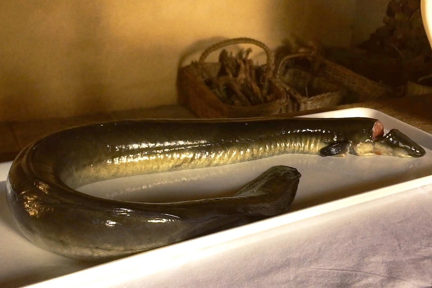 Raw eel on a plat