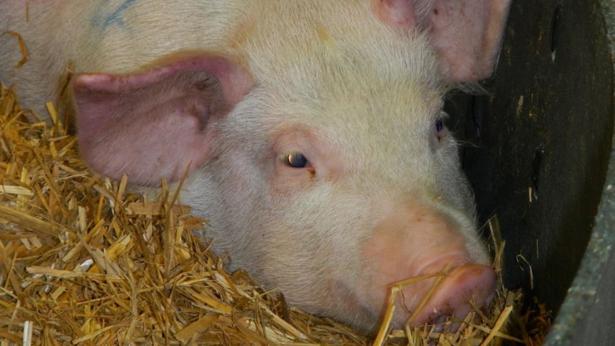 pigs huddling together on hay.