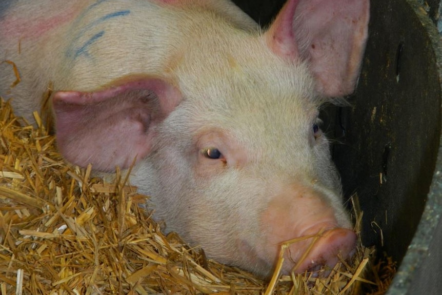 pigs huddling together on hay.