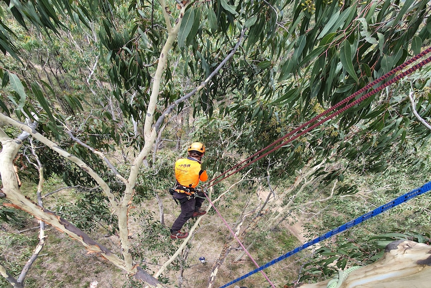 The view from the top of a gum tree, looking down on a man in the tree in a harness and ropes.