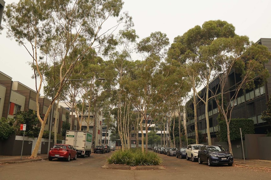 Rain garden in New South Wales, unspecified location.