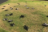 dozens of dead birds on grass